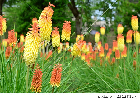 トリトマ トリトマ 23128127