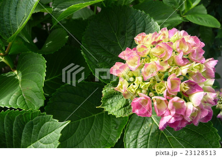 紫陽花 23128513