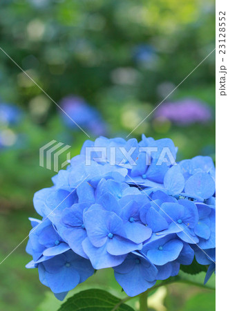 紫陽花 紫陽花 23128552