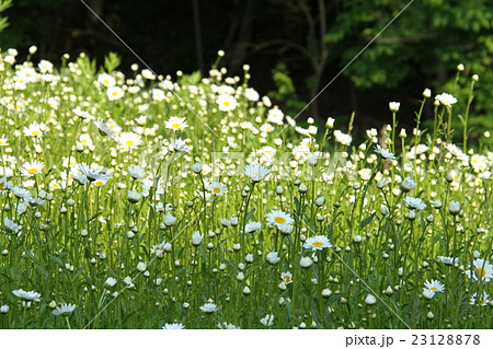 群生する白い花 群生する白い花 23128878