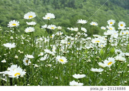 群生する白い野の花 群生する白い野の花 23128886