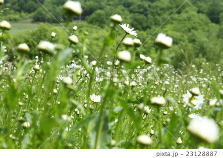 群生する白い野の花 23128887