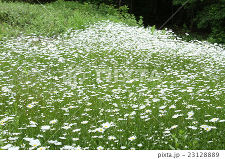 群生する白い野の花 群生する白い野の花 23128889