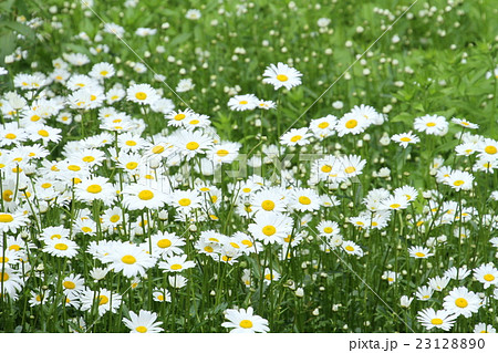 群生する白い野の花 23128890