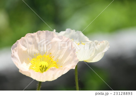 初夏の花、アイスランドポピー 初夏の花、アイスランドポピー 23128893