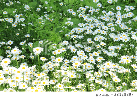 群生する白い野の花 23128897