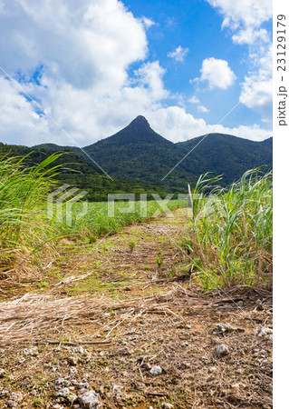 石垣島　野底マーペー 23129179