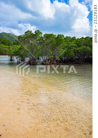 石垣島 吹通川とヒルギ群落の写真素材