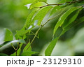 ナナフシモドキ　緑 23129310