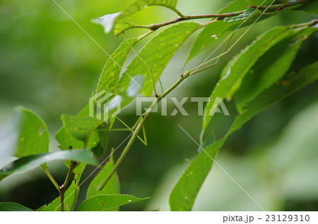 ナナフシモドキ　緑 23129310