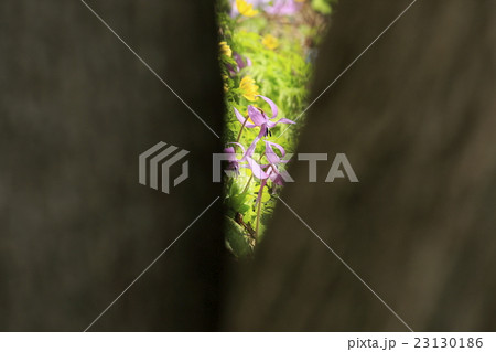 樹間から見えるカタクリの花 23130186