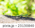 加計呂麻島のキノボリトカゲ 23130840