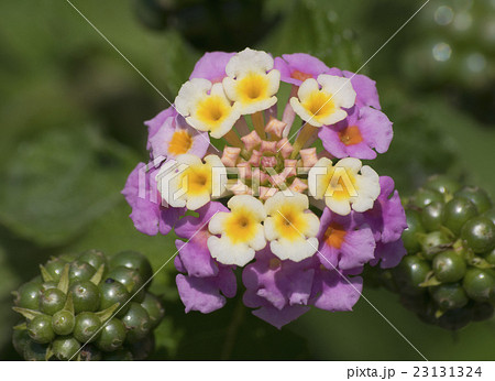 ランタナの花と種の写真素材