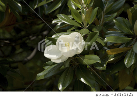 木の上に咲くタイサンボクの花 木の上に咲くタイサンボクの花 23131325
