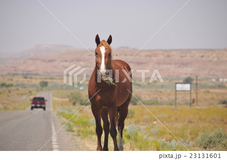 動物：馬001＠州道162号＠USA＞UTAH＞Aneth→Montezuma Creek 23131601