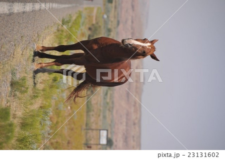 動物：馬002＠州道162号＠USA＞UTAH＞Aneth→Montezuma Creek 23131602
