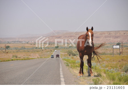 動物：馬003＠州道162号＠USA＞UTAH＞Aneth→Montezuma Creek 23131603