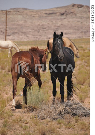 動物：馬005＠州道162号＠USA＞UTAH＞Aneth→Montezuma Creek 23131605