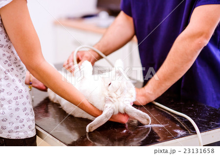 Rabbit having ultrasound scan in Veterinary clinic 23131658