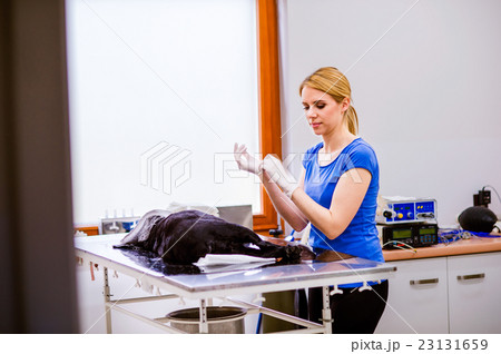 Veterinarian with dog under anesthesia putting on 23131659