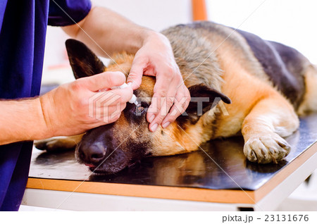 Veterinarian applying eye drops to the German Veterinarian applying eye drops to the German 23131676