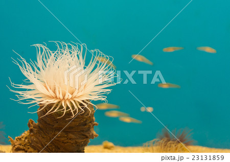 イソギンチャク 23131859