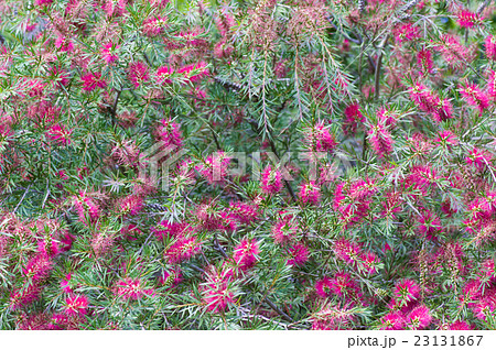 ブラシノキ 23131867