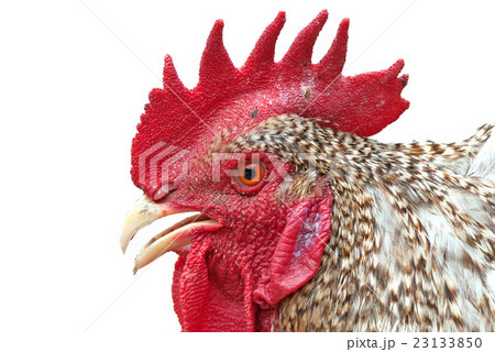 rock Rooster rock Rooster 23133850