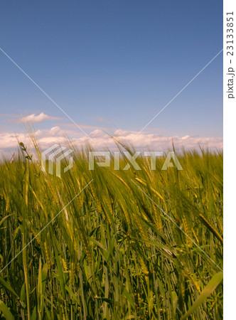 rye field rye field 23133851