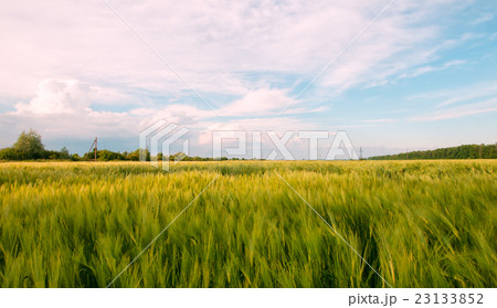 rye field rye field 23133852
