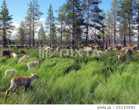 走るトナカイの群れ 走るトナカイの群れ 23135092