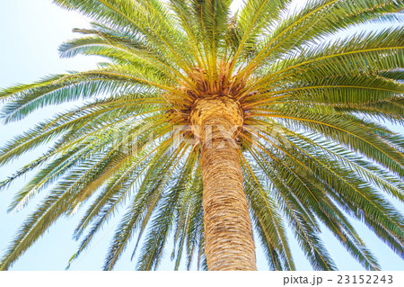 Under the palm travel background. 23152243