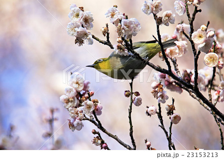 メジロ メジロ 23153213