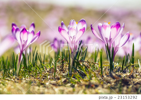 blooming violet crocuses in Tatra Mountains blooming violet crocuses in Tatra Mountains 23153292