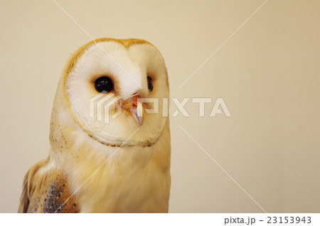 猛禽類のペットとして注目されているフクロウ（梟）の中で多産の為安く個性的で人気のある種のメンフクロウ 23153943