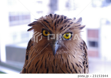 近年話題の猛禽類のペットとして注目されているフクロウ 梟 の中で人気のある種のマレーシアウオミミヅクの写真素材