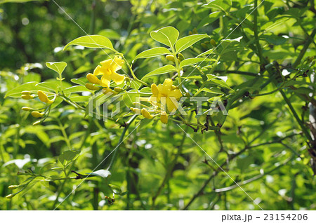 キソケイ 23154206