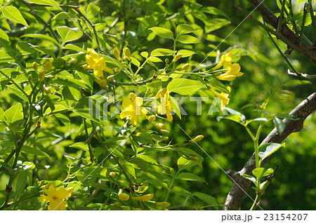 キソケイ 23154207