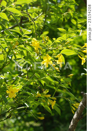 キソケイ 23154208