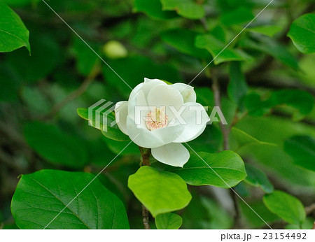 大峯オオヤマレンゲ２０１６ 23154492