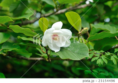 大峯オオヤマレンゲ2016 大峯オオヤマレンゲ2016 23154496