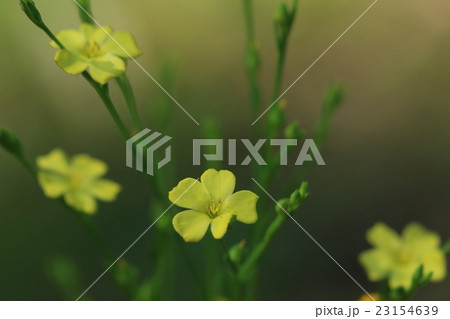 自然　植物　キバナノマツバニンジン、第一印象は黄色い花のアマ。その通りアマ科アマ属だそうです 23154639