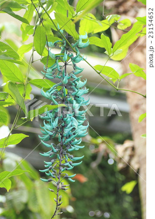 ヒスイカズラの花 23154652