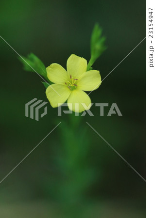 自然　植物　キバナノマツバニンジン、北アメリカ原産の帰化植物で明治期に千葉で初認されたそうです 23154947