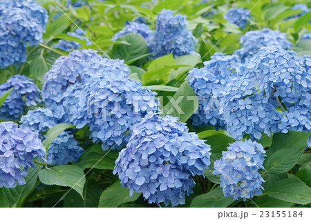 アジサイ　青色花 23155184