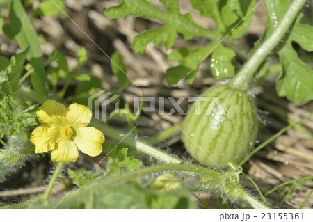 スイカの花の写真素材