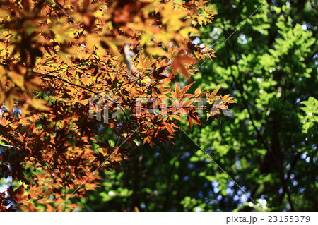 紅葉 23155379