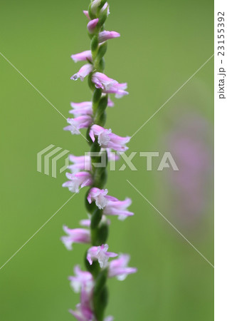 ネジバナ 23155392