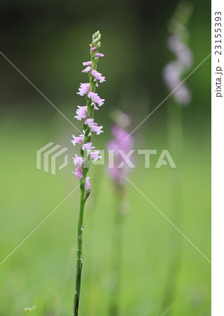 ネジバナ 23155393