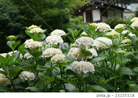 白花咲く風景 白花咲く風景 23155518